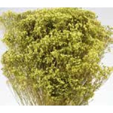 BLOOMS BROOM Basil- OUT OF STOCK